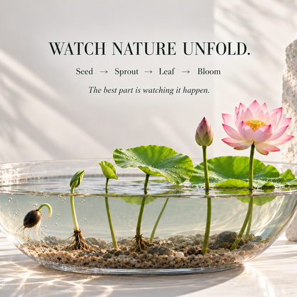 Grow Your Own Mini Lotus Garden | Mixed Color Bowl Lotus Seeds